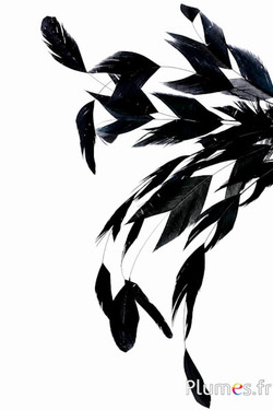 Gallo Felce - 25-30 cm - nero